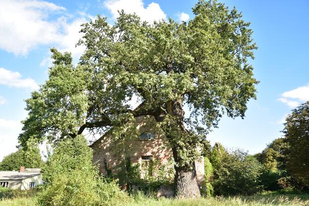 Eiche am Gutshaus (Quercus robur), Umfang 6,28 m 