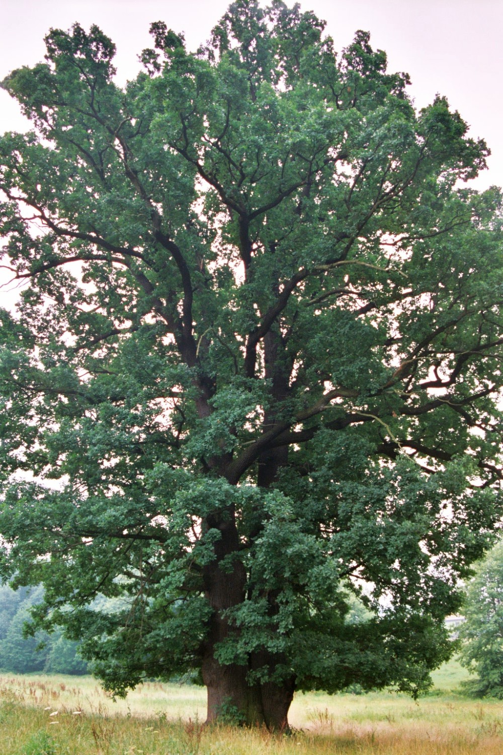 Fröhlich - Wege zu alten Bäumen - Sachsen - Nr 145-1 - Eichengruppe bei Teichnitz - Eiche 1