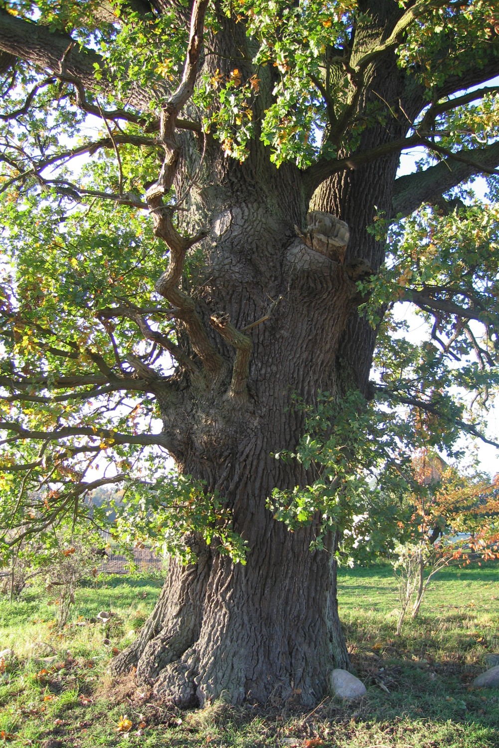 Eiche 1 in Söhring, Umfang 6,14 m