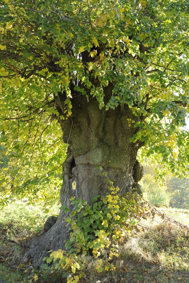 Fröhlich - Wege zu alten Bäumen - Sachsen - Nr 126 - Franzosenlinde bei Wohla