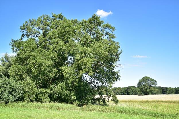 Eiche am Zugang zur Wiese östlich Camin (Quercus robur), Umfang 5,11 m  