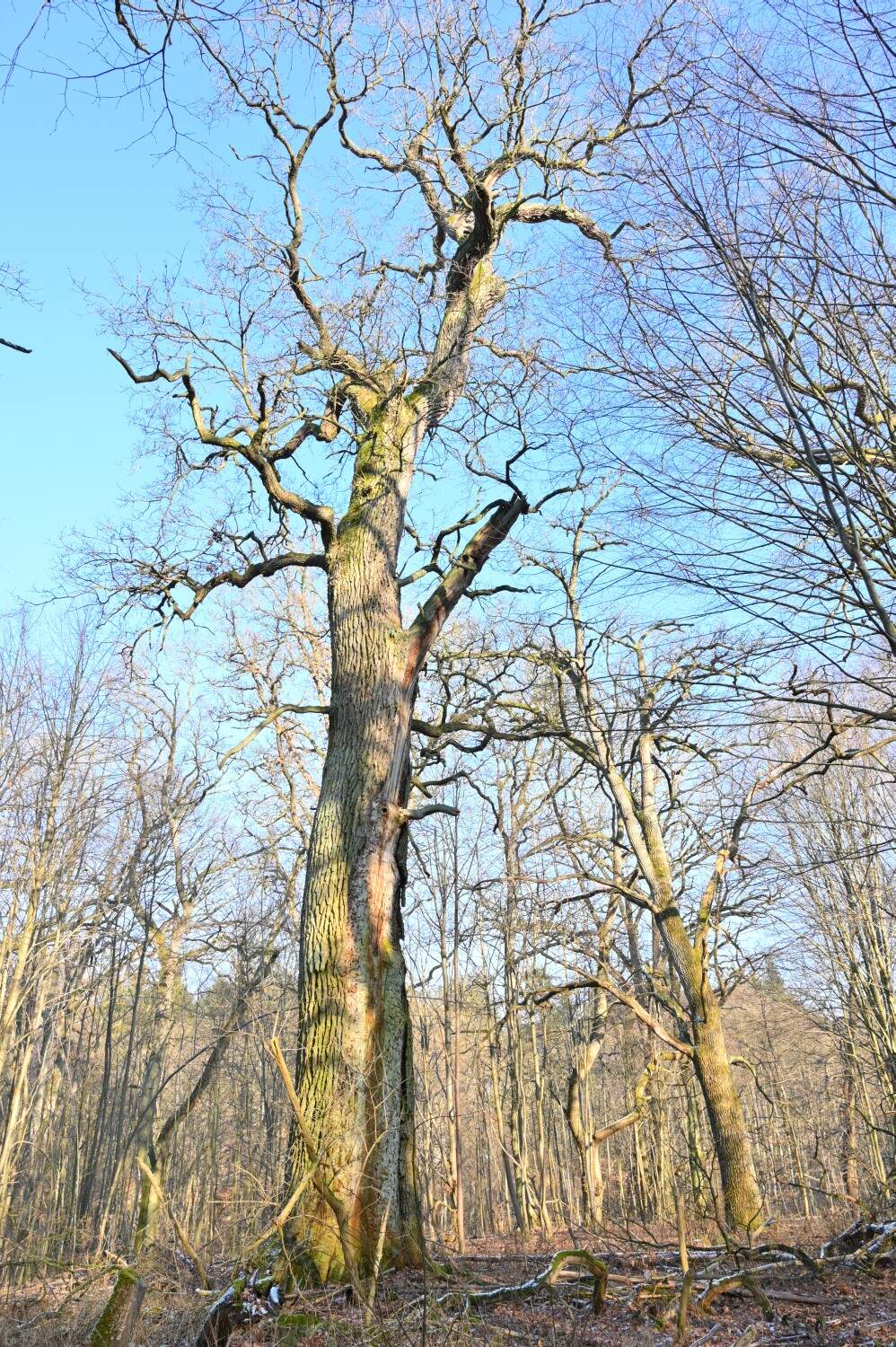 Zwei Eichenüberhälter im südlichen Eichenbestand im Tiergarten Boitzenburg, Umfang 5,38 m