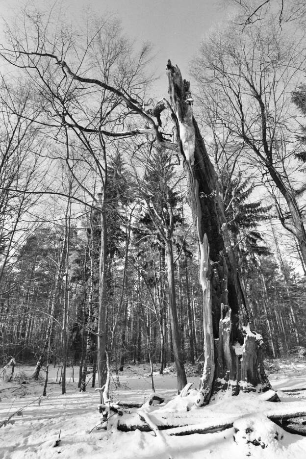 Fröhlich - Wege zu alten Bäumen - Brandenburg - Nr 106 - † Alte Eiche am Petersbruch bei Chorin
