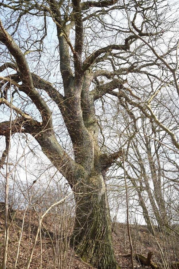 Fröhlich - Wege zu alten Bäumen - Mecklenburg-Vorpommern - Nr 203 - Eiche am krummen See bei Federow