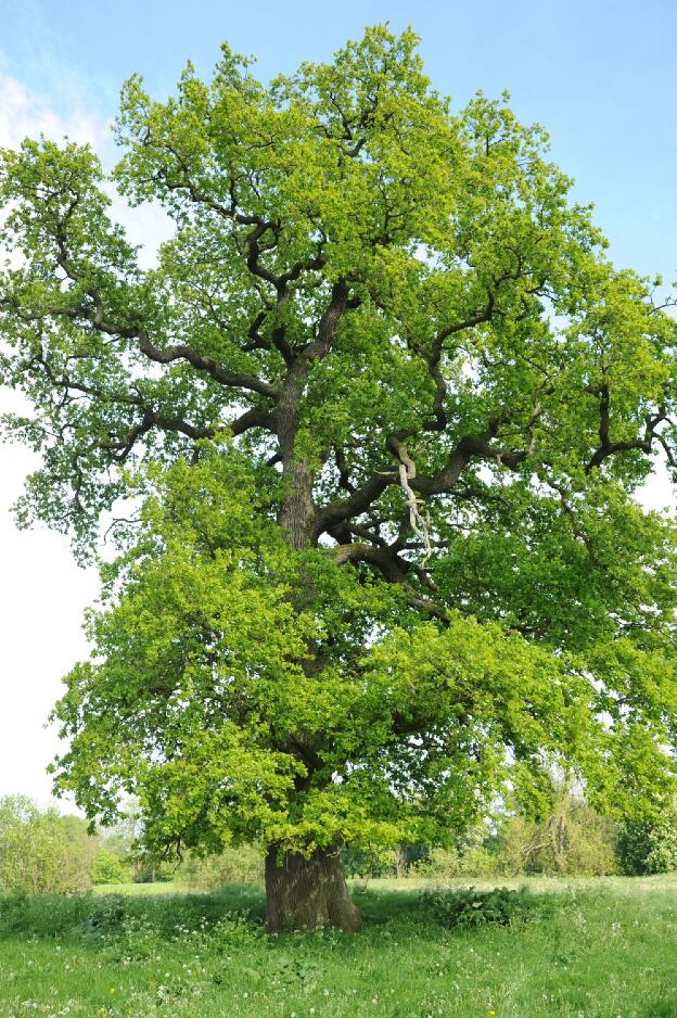 Erste Feldeiche bei Faulenrost (Quercus robur), Umfang 6,39 m