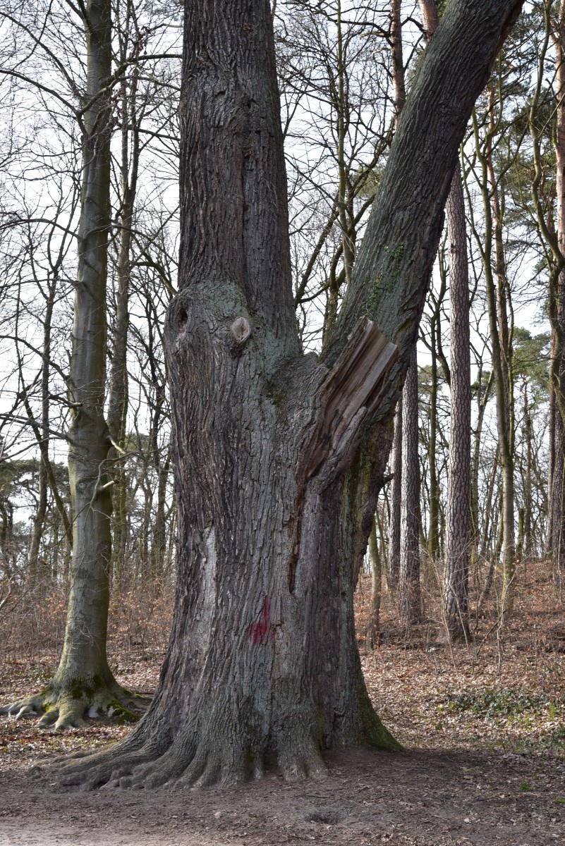 Eiche am Machnower See (Quercus robur), Umfang 5,85 m 