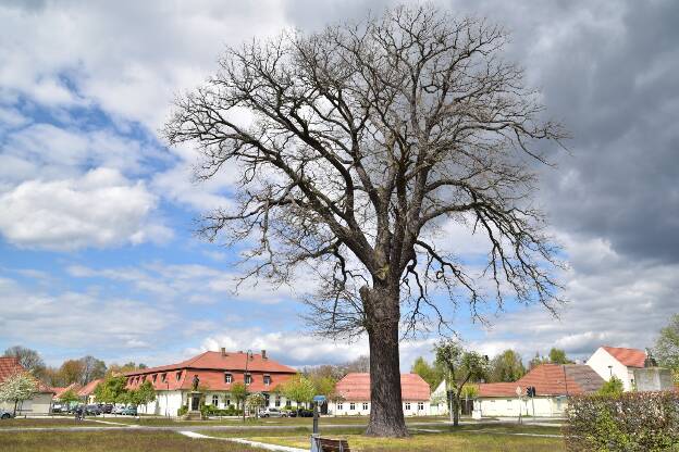 Fröhlich - Wege zu alten Bäumen - Brandenburg - Nr 219 - Dorfeiche in Kloster Zinna