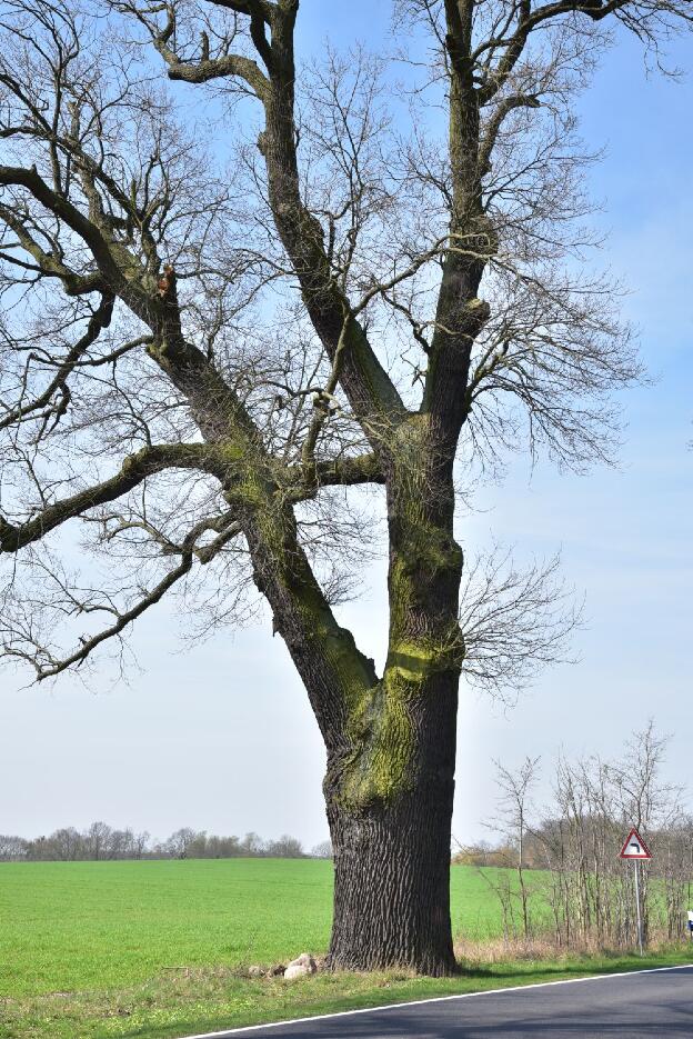 Fröhlich - Wege zu alten Bäumen - Brandenburg - Nr 65 - Dicke Eiche bei Liebenberg