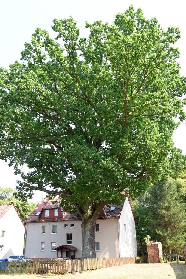 Eiche am ehemaligen Kloster in Altfriedland, Umfang 5,73 m