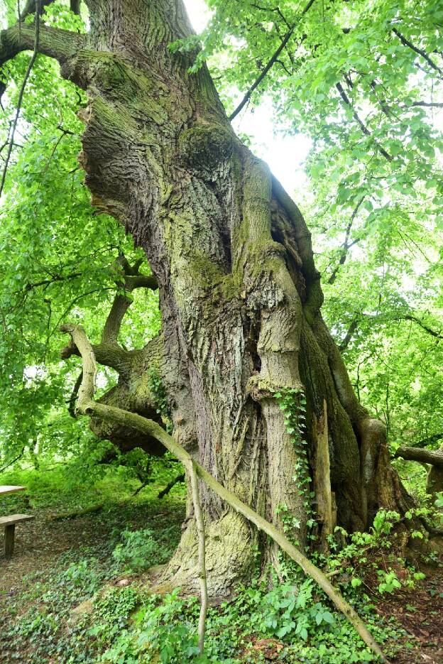 Fröhlich - Wege zu alten Bäumen - Sachsen-Anhalt - Nr 50-2 - Heidberglinden bei Redekin - Linde 2