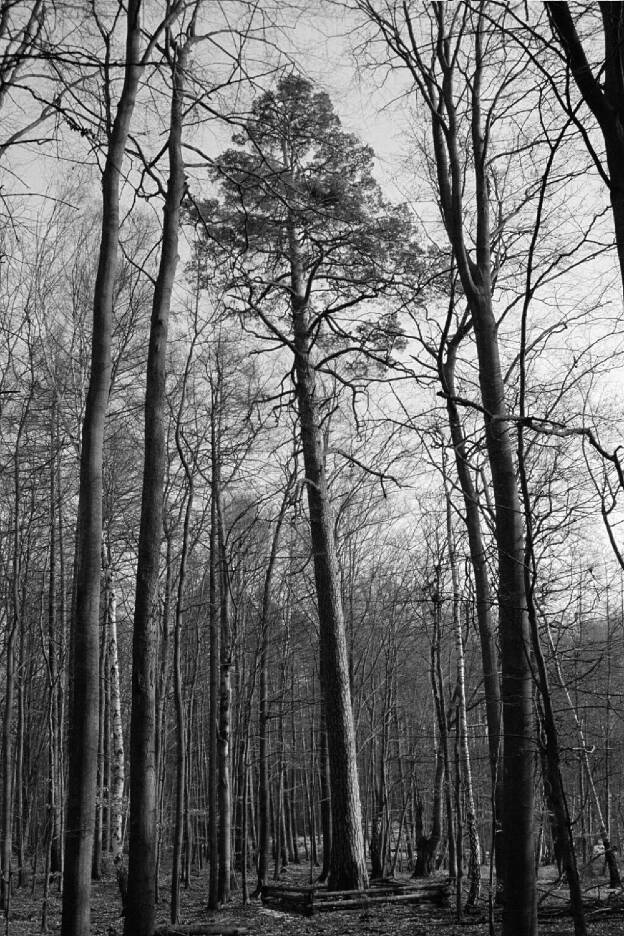 Fröhlich - Wege zu alten Bäumen - Brandenburg - Nr 115 - † Dengler-Kiefer bei Chorin