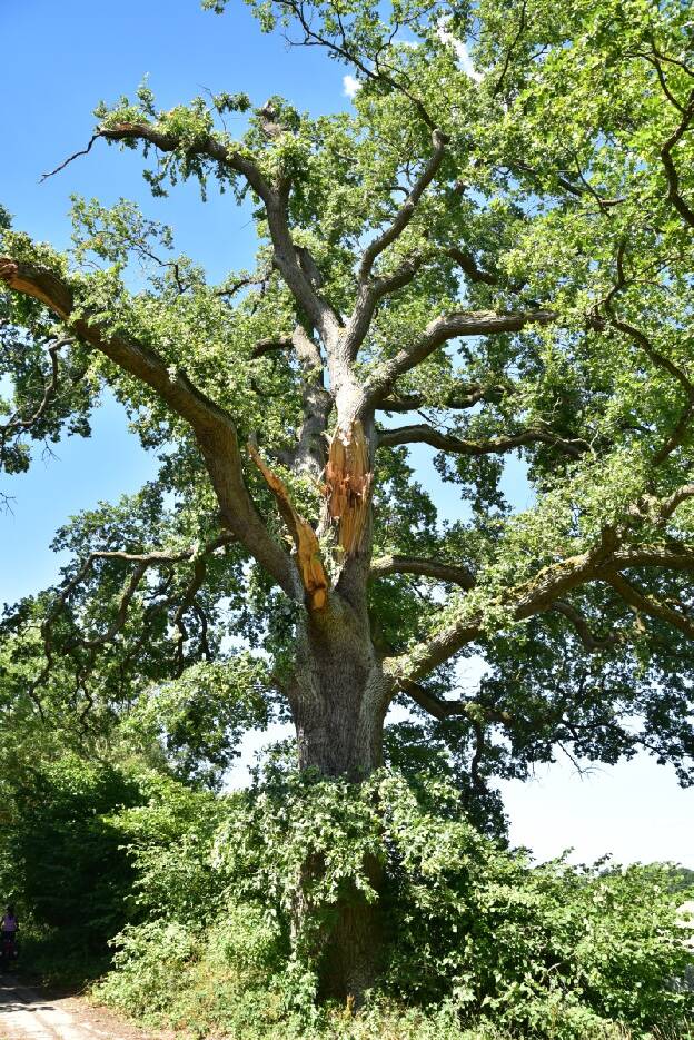 Stärkste Eiche am Feldweg bei Camin (Quercus robur), Umfang 5,99 m  