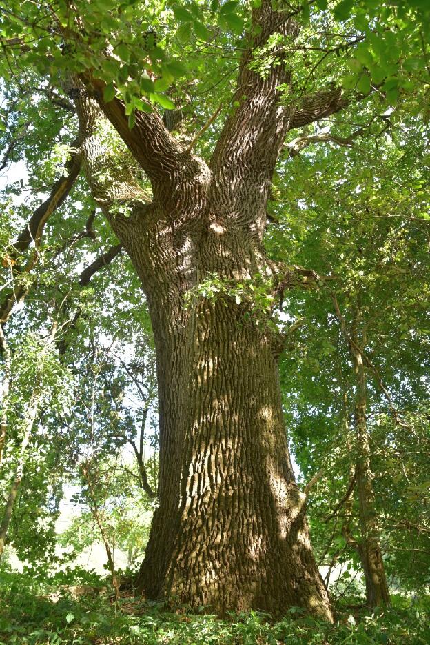 Eiche Nr 1 südöstlich Schlieffenberg (Quercus robur), Umfang 5,58 m 