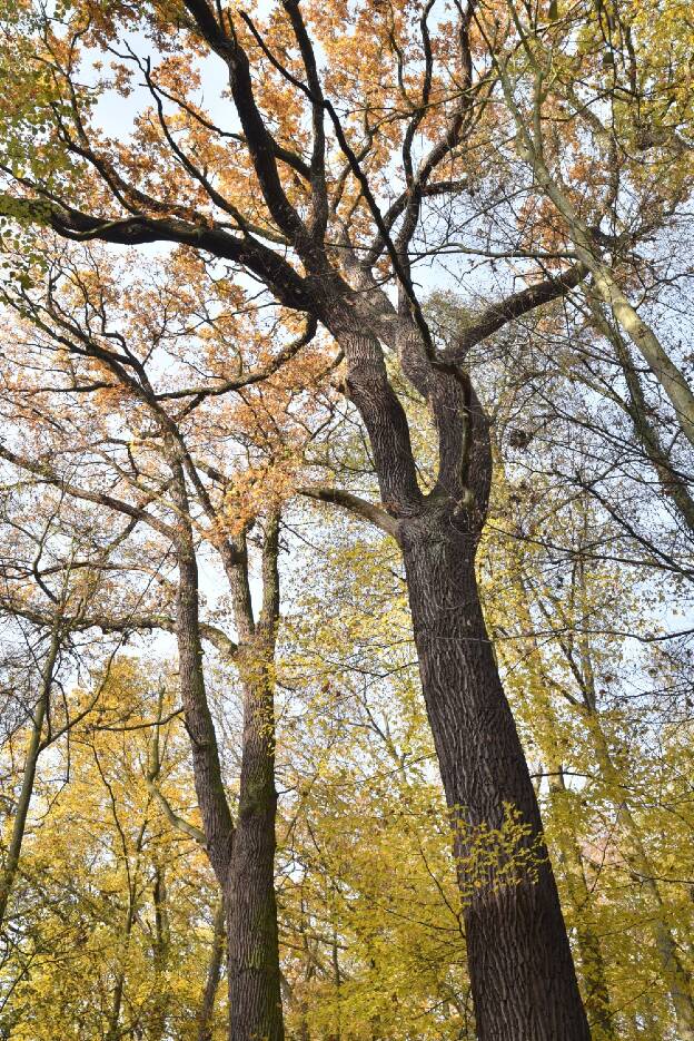 Fröhlich - Wege zu alten Bäumen - Brandenburg - Nr 277a - Trauben-Eiche im Fasanenwald in Neuzelle