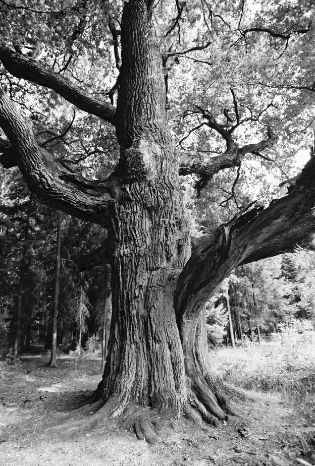Fröhlich - Wege zu alten Bäumen - Brandenburg - Nr 301 - Friedenseiche im Schradener Wald