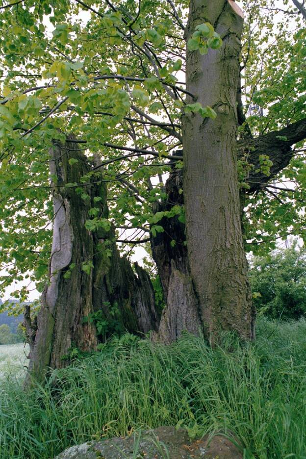 Fröhlich - Wege zu alten Bäumen - Thüringen - Nr 211 - Kohllinde bei Eichenberg