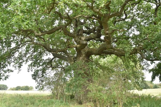 Eiche östlich Borkow an der Straße nach Woserin, Umfang 5,73 m