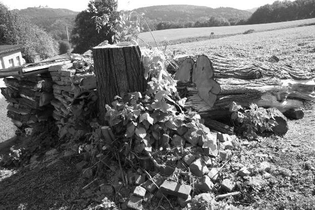 Fröhlich - Wege zu alten Bäumen - Sachsen - Nr 215a - † Zweite Linde in Erdmannsdorf