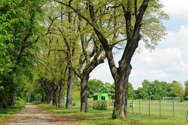 Zerreichenallee in Heinersdorf (Quercus cerris), Umfang 4,09 m 