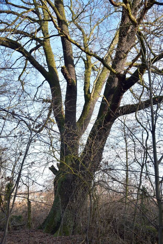 Eiche in der Elsteraue in Bad Liebenwerda - Umfang 6,25 m