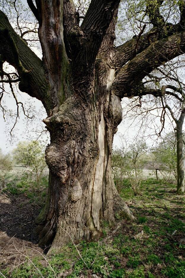 Eiche an der Wüstung (Quercus robur), Umfang 6,50 m 