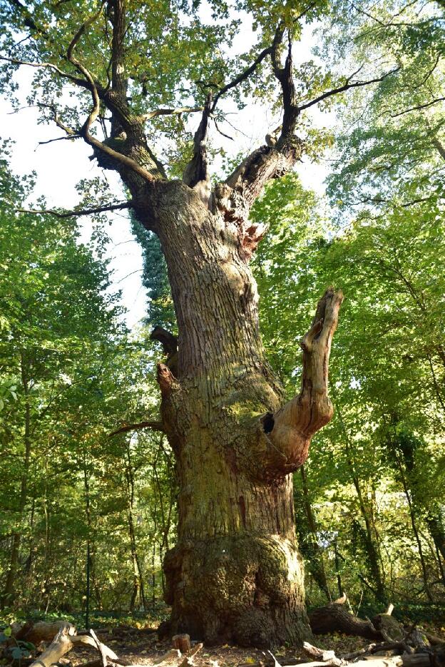 Tegel - Dicke Marie an der Malche (Quercus robur), Umfang 6,11 m  