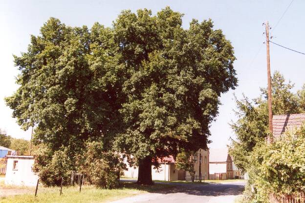 Fröhlich - Wege zu alten Bäumen - Sachsen-Anhalt - Nr 176 - Luther-Eiche in Göthewitz