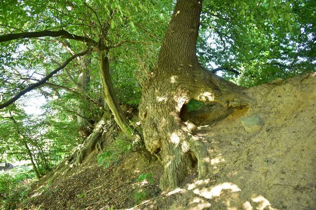 Fröhlich - Wege zu alten Bäumen - Mecklenburg-Vorpommern - Nr 182a - Eichen und Buchen in Levenstorf