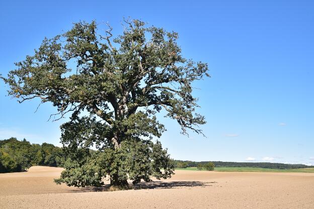 Eiche im Feld westlich Niegleve (Quercus robur), Umfang 5,31 m 