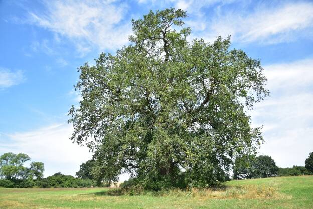 Stärkste Eiche auf der Eichenkoppel bei Groß Markow (Quercus robur), Umfang 5,95 m 