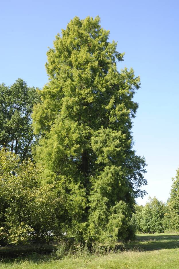 Fröhlich - Wege zu alten Bäumen - Sachsen - Nr 68d - Sumpfzypresse im Park zu Tiefenau