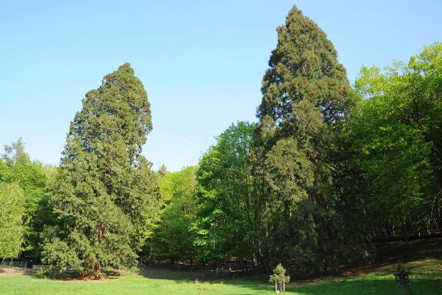 Fröhlich - Wege zu alten Bäumen - Sachsen-Anhalt - Nr 77-2 - Zwei Mammutbäume bei Wernigerode - Baum 2