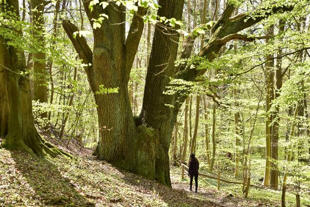 Zwilllingseiche im Bachtal (Quercus robur), Umfang 7,81 m 