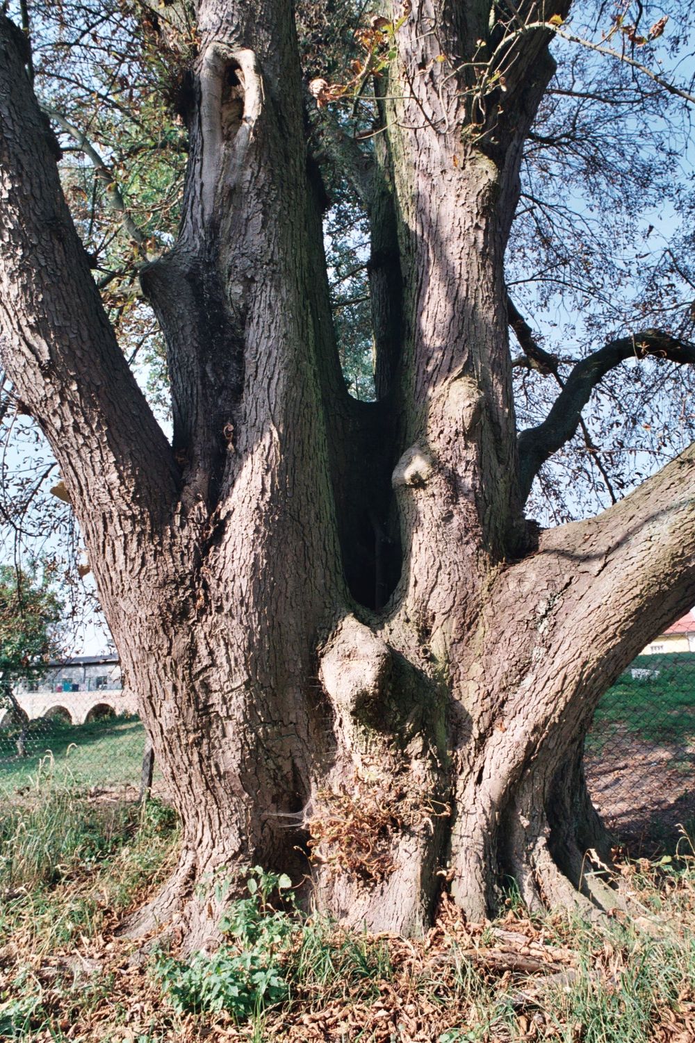 Fröhlich - Wege zu alten Bäumen - Brandenburg - Nr 120 - Dicke Kastanie im Park von Hohenfinow