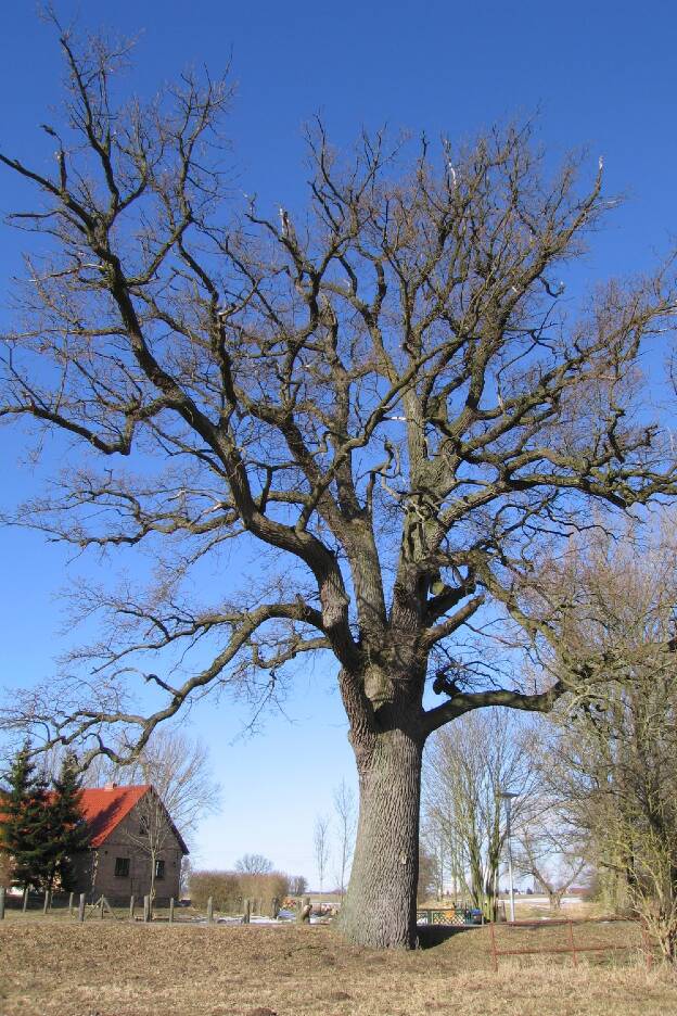 Eiche in Rolofshagen, Umfang 5,62 m