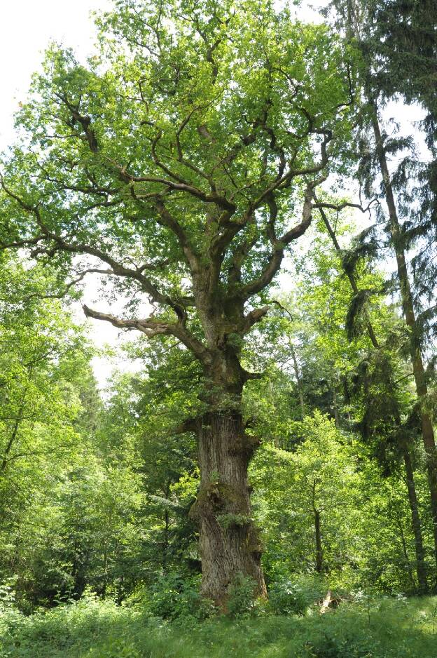 Mühlschlaganger-Eiche bei Engelthal, Umfang 5,90 m