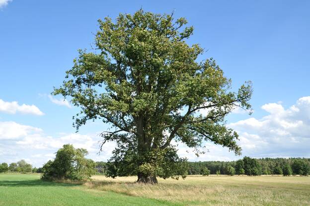 Fröhlich - Wege zu alten Bäumen - Mecklenburg-Vorpommern - Nr 219 - Ulme bei Boek