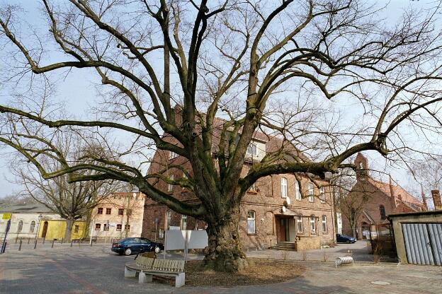 Fröhlich - Wege zu alten Bäumen - Brandenburg - Nr 259 - Linde in Groß Lindow