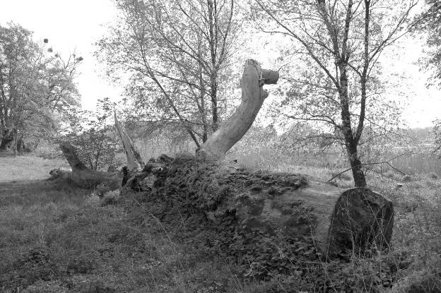 Fröhlich - Wege zu alten Bäumen - Brandenburg - Nr 158 - Pappel am Wriezener Stadtsee