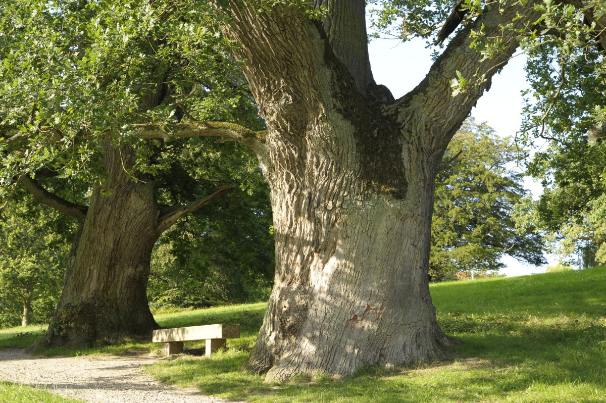 Fröhlich - Wege zu alten Bäumen - Mecklenburg-Vorpommern - Nr 32a - Zweiter Eichenveteran im Schloßpark von Putbus 