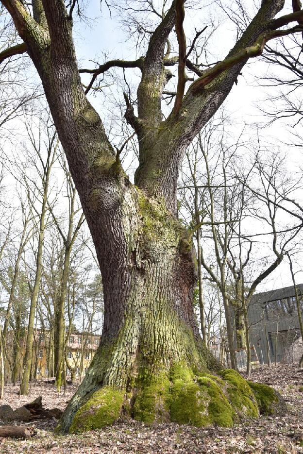 Löwentatzen-Eiche am Weinberg in Kleinmachnow (Quercus robur), Umfang 6,36 m 