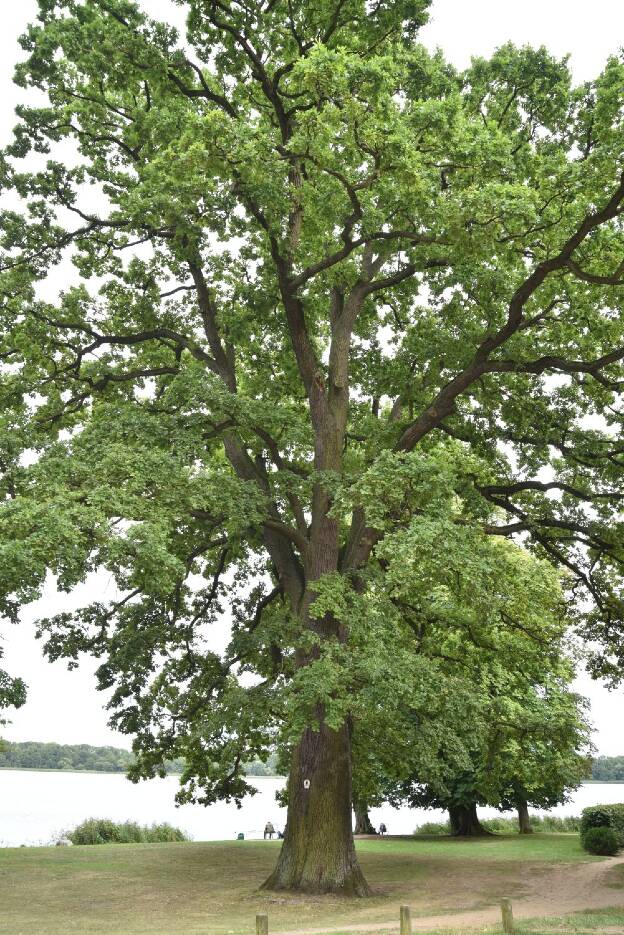 Zweite Eiche am Kloster Dobbertin (Quercus robur), Umfang 5,64 m