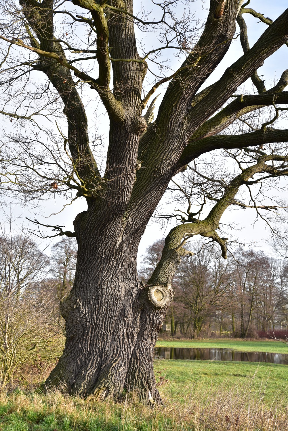 Eiche am Wiesenrand (Quercus robur), Umfang 5,87 m