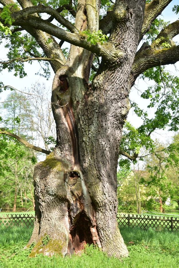 Eiche in Groß Kölzig (Quercus robur), Umfang 7,24 m 