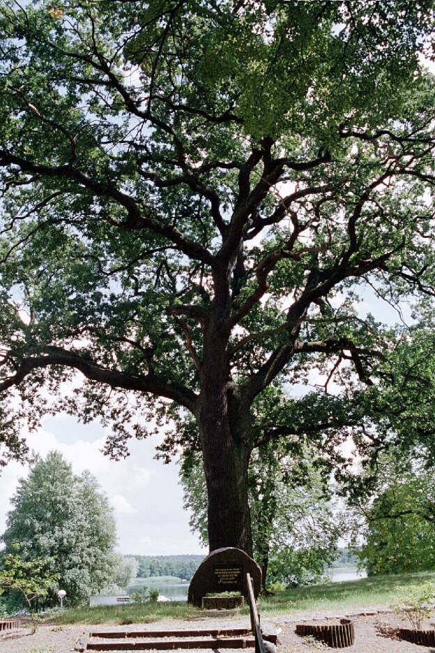 Fröhlich - Wege zu alten Bäumen - Brandenburg - Nr 83 - Eiche auf dem jüdischen Friedhhof in Lychen