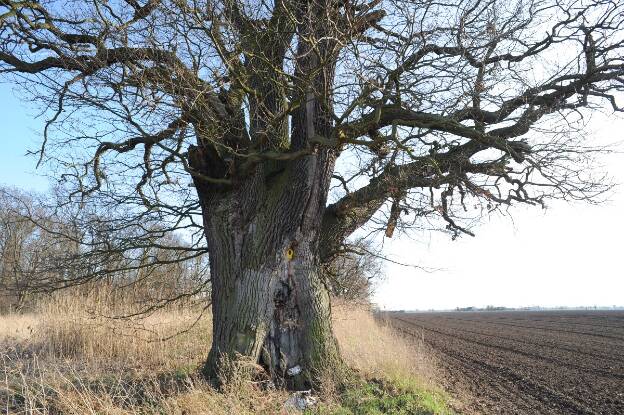 Eiche bei Friedrichsaue im Oderbruch (Quercus robur), 8,06 m Umfang 