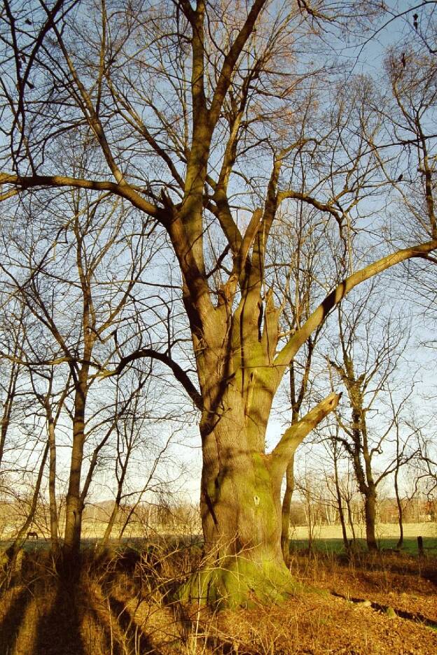 Fröhlich - Wege zu alten Bäumen - Brandenburg - Nr 308 - Linde im Park zu Cabel