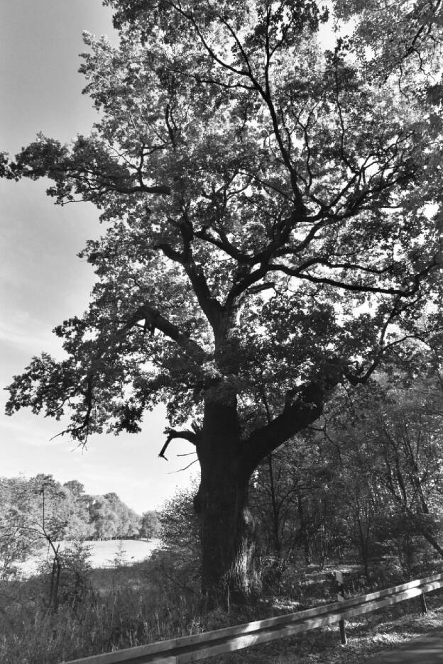 Fröhlich - Wege zu alten Bäumen - Sachsen - Nr 51 - † Eiche in Böhlen