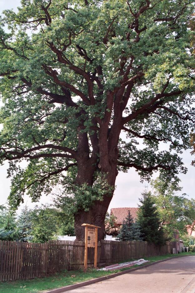 Fröhlich - Wege zu alten Bäumen - Sachsen-Anhalt - Nr 21 - Eiche in Steimke