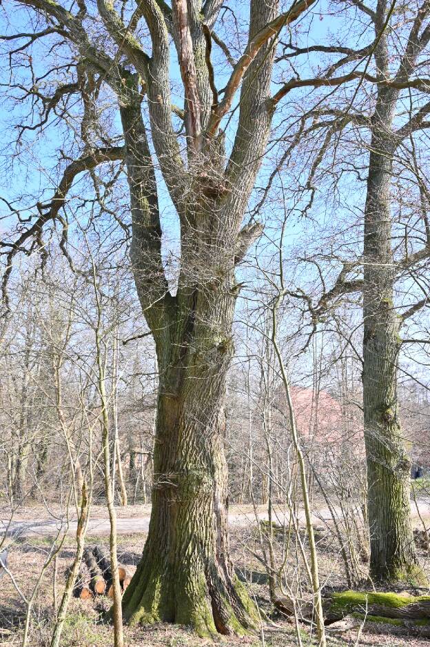 Fröhlich - Wege zu alten Bäumen - Mecklenburg-Vorpommern - Nr 53 - Eiche bei Kuchelmiß